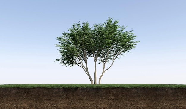 Лиственное дерево и срезанная под ним почва. Изолированный элемент сада, 3D иллюстрация, cg render