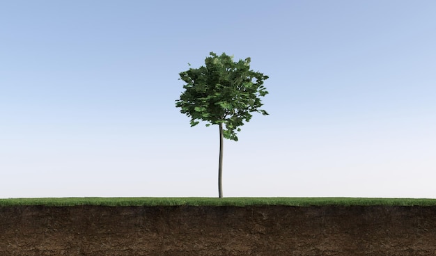 Albero a foglie caduche e terreno tagliato sotto di esso. elemento giardino isolato, illustrazione 3d, rendering cg