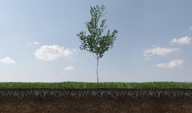 Albero a foglie caduche e terreno tagliato sotto di esso. elemento giardino isolato, illustrazione 3d, rendering cg