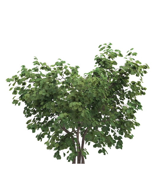 Deciduous tree on a white background Isolated garden element 3D illustration cg render