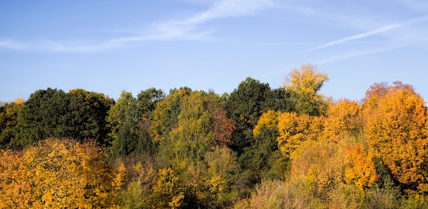 deciduous trees in autumn illuminated by sunlight