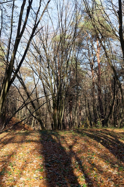 Deciduous trees in the autumn season during leaf fall, mixed forest with different trees during leaf fall in nature