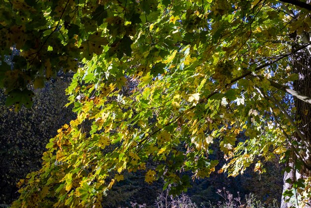 色鮮やかな紅葉と秋の落葉樹