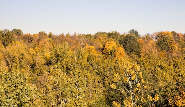 deciduous trees in the autumn season