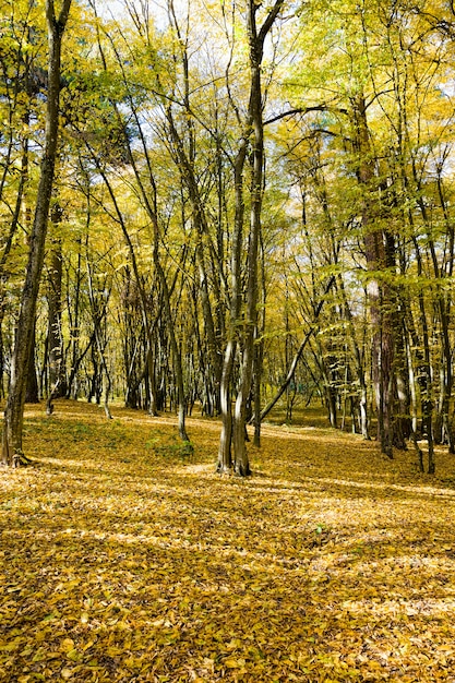 deciduous trees covered with autumn yellow foliage