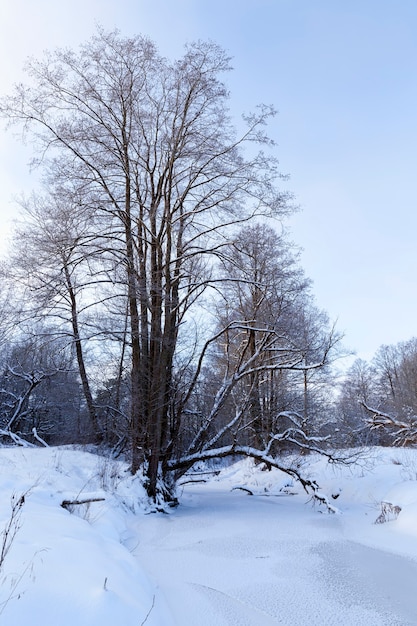 Deciduous trees covered with snow and frost in winter