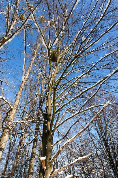 Deciduous trees covered with snow in winter