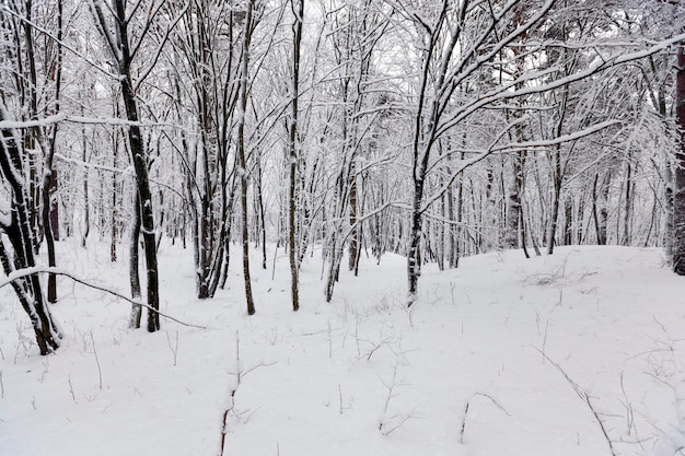 Лиственные деревья, покрытые снегом зимой