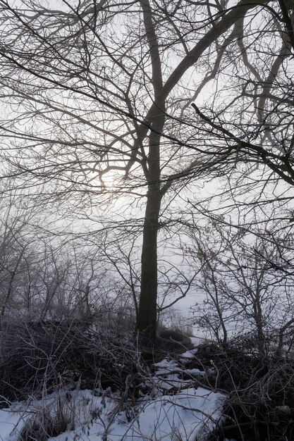 Deciduous trees covered with snow in winter