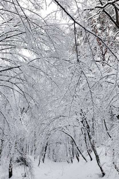 Alberi a foglie caduche ricoperti di neve in inverno