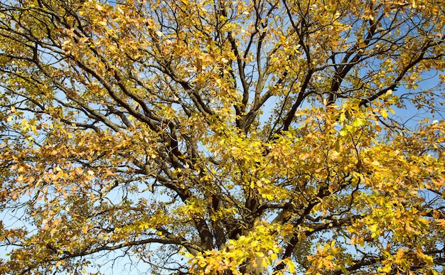 Deciduous trees growing in the autumn of the year