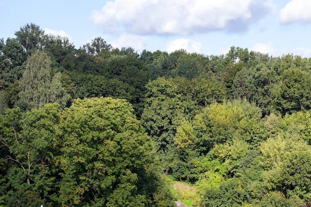 Deciduous trees growing in the park in the summer