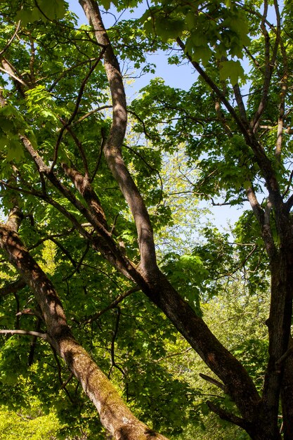 Deciduous trees growing in the park in the summer