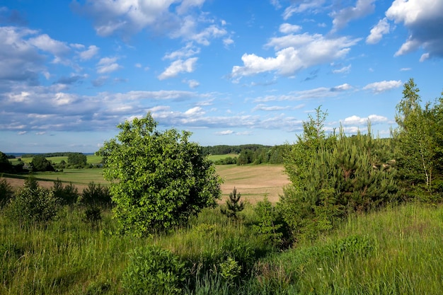 Deciduous trees growing in the park in the summer