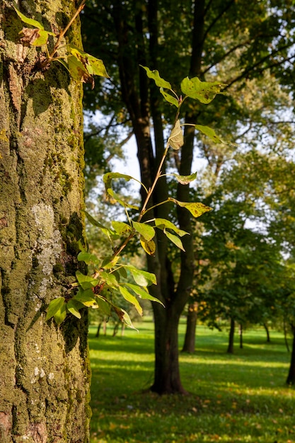 Deciduous trees growing in the park in the summer