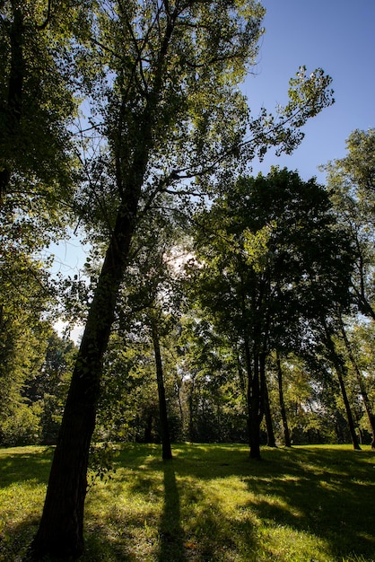 Deciduous trees growing in the park in the summer