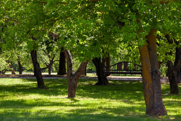 Лиственные деревья, растущие в парке солнечным летом