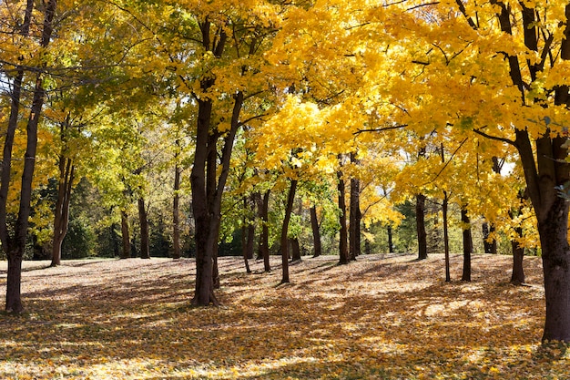 deciduous trees, lit by the sun