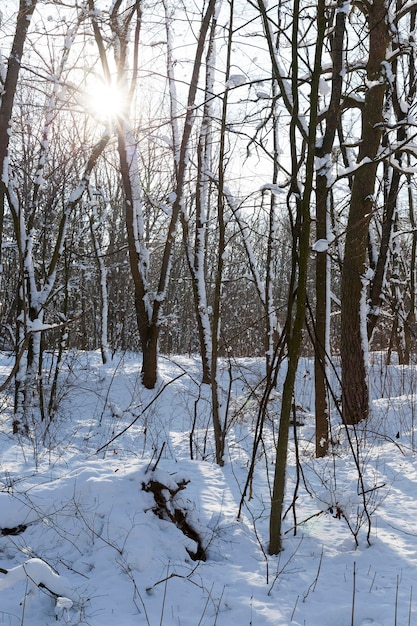 冬の雪の中の落葉樹