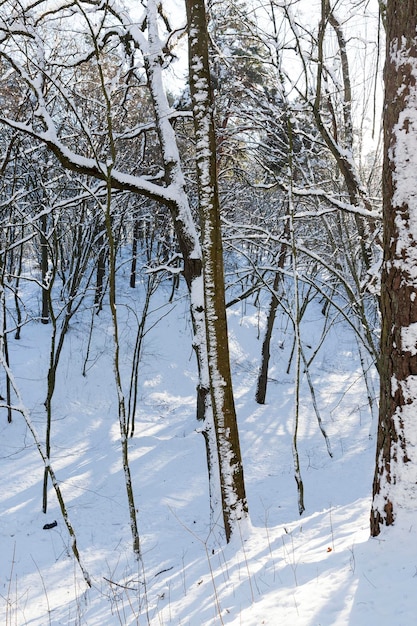 Deciduous trees in the snow in winter