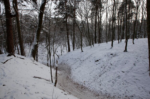 Deciduous trees in the snow in winter