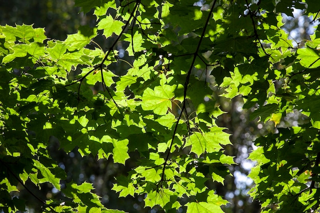 Deciduous trees in the spring season with green foliage