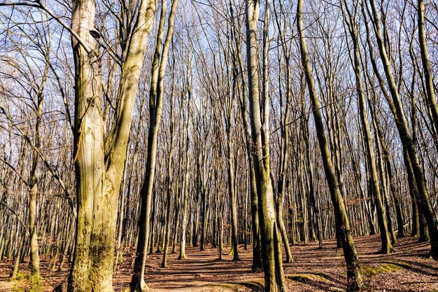 晴れた日には葉の落ちる木が裸で自然の風景の森に立っています