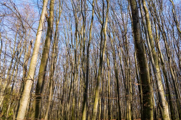 Deciduous trees stand bare in thick forest on sunny nature trunks