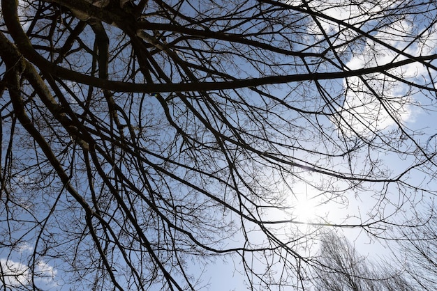 deciduous trees in sunny weather in early spring different types of trees without foliage in early spring