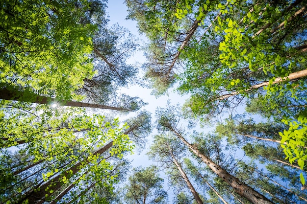 Deciduous trees and tall pines tops against sky Low view of shot Wide angle lens shot