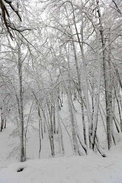 Alberi decidui in inverno, freddo gelido inverno in natura dopo la nevicata, alberi decidui di diverse razze dopo la nevicata nel parco