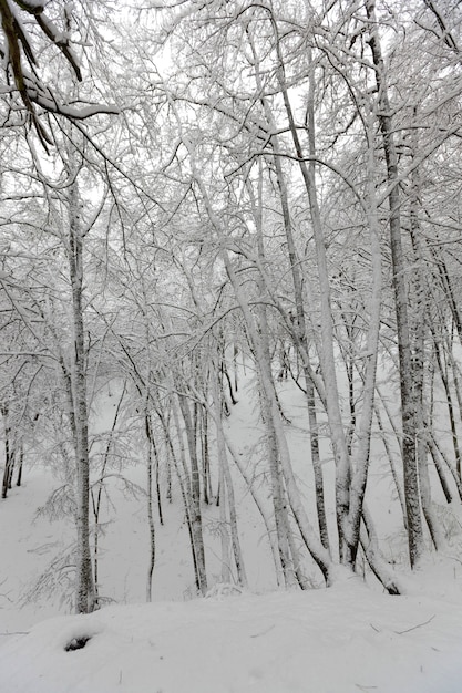 Deciduous trees in winter, cold frosty winter weather in nature after snowfall, deciduous trees of different breeds after snowfall in the park