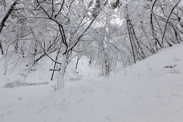 Alberi decidui in inverno, freddo gelido inverno