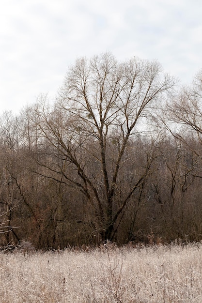 deciduous trees in the winter season without foliage, a small park with trees without foliage