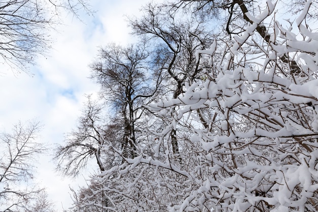 冬の落葉樹、公園や森の冬の天候と落葉樹、裸の落葉樹と降雪後の凍るような冬