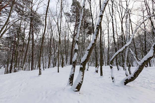 Deciduous trees without foliage in the winter season, bare trees covered with snow after snowfalls and blizzards, a real natural phenomenon