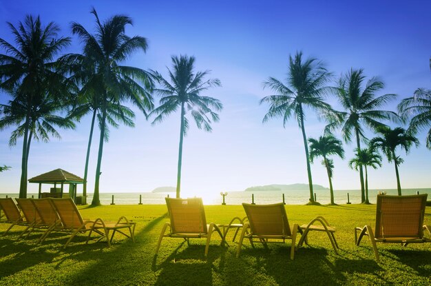 Deck chairs and palm trees on field during sunny day