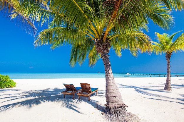 Deck chairs under umrellas and palm trees on a beach