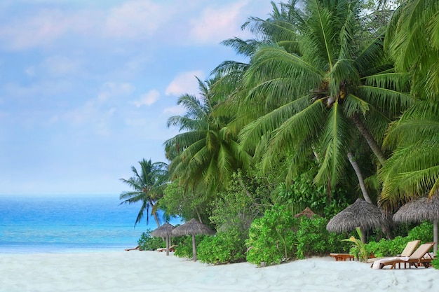 Deckchairs on the beach under the palm trees