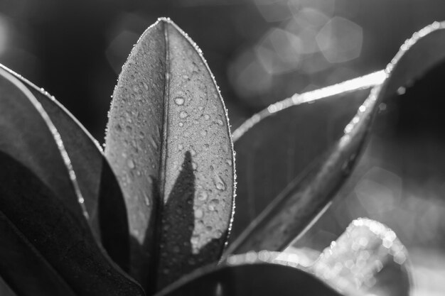 Photo decolored magnolia leaves after the rain