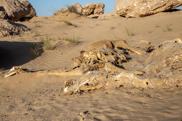 Decomposed camel in deser