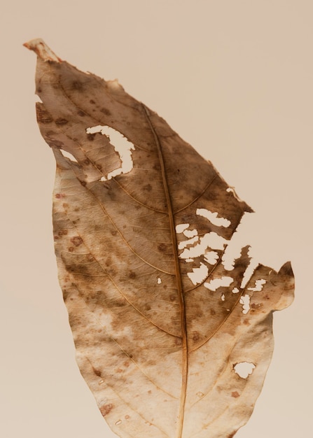 Decomposed dried brown leaf