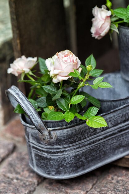 Decor, delicate rose in a vintage pot