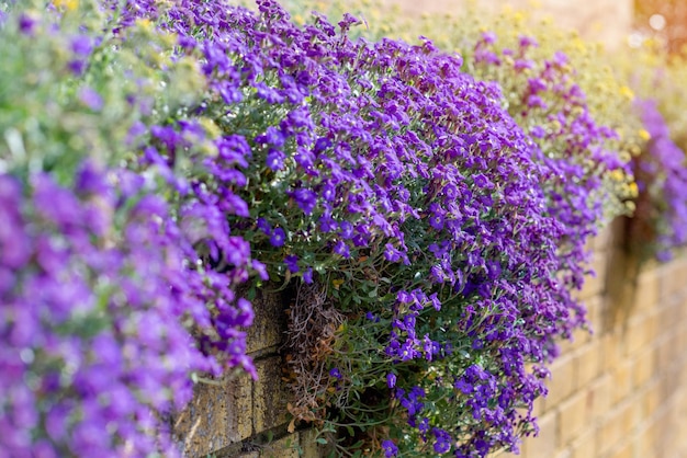 울타리에 Aubrieta의 봄 보라색 꽃 장식