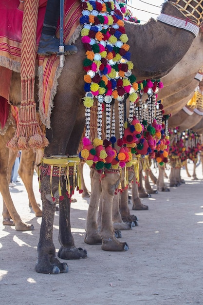 ジャイサルメールラジャスタンインドの砂漠の祭りで飾られたラクダキャメルの足