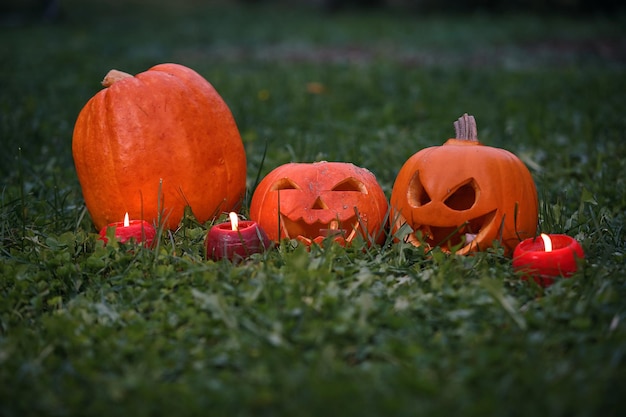 ハロウィーン用にカボチャを飾りました