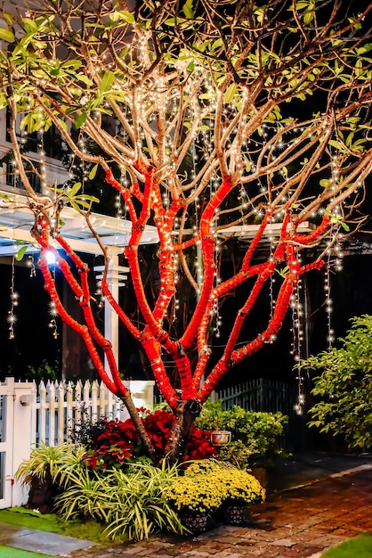 写真 ベトナムではテット月の新年の休日のために赤いリボンと雷の花束で装飾された木