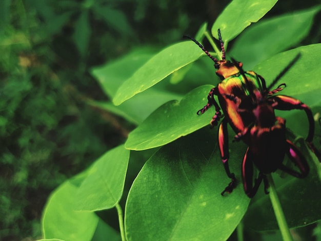 Decorated with insect on leaf background