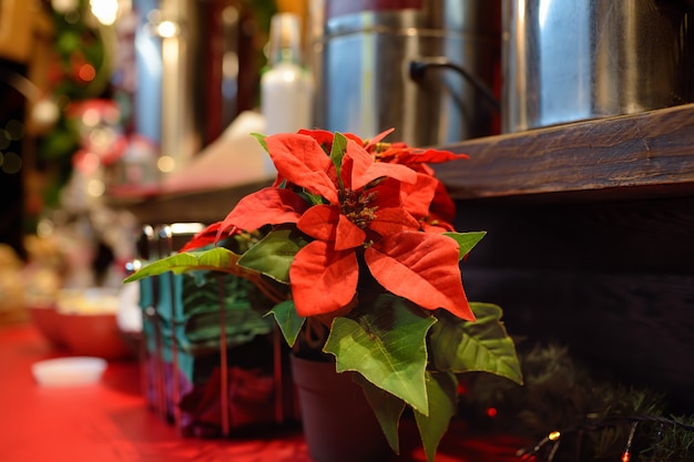 Decoratie op de kerstmarkt van tallinn. bloempot met poinsettia.