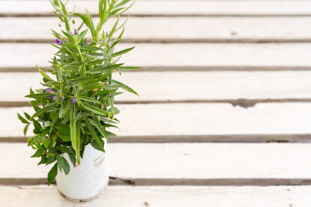 decoratie pot plant op witte plank achtergrond